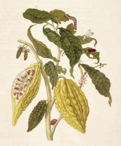 Image of the cacao tree by Maria Sibylla Merian (1705)